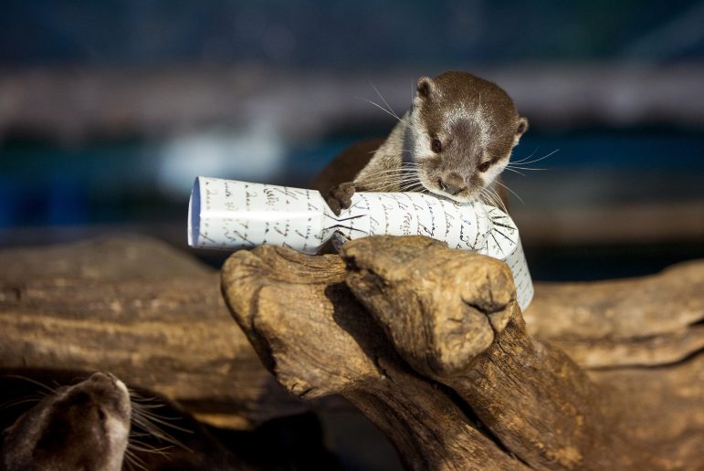 Photo for article 'Here’s our list of top Christmas Cracker jokes'