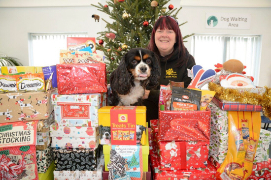 Vets launch 2019 Christmas Shoe Box Appeal for rescued dogs and cats | The Coventry Observer