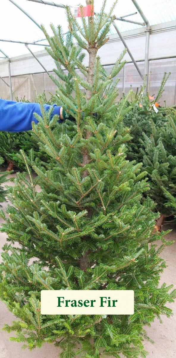 Choosing your perfect tree this Christmas | The Coventry Observer