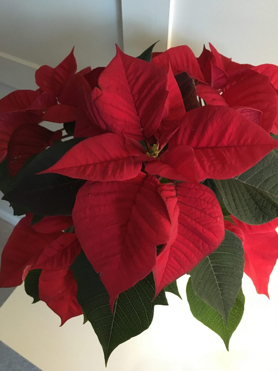 Photo for article 'A reflection on Christmas traditions'