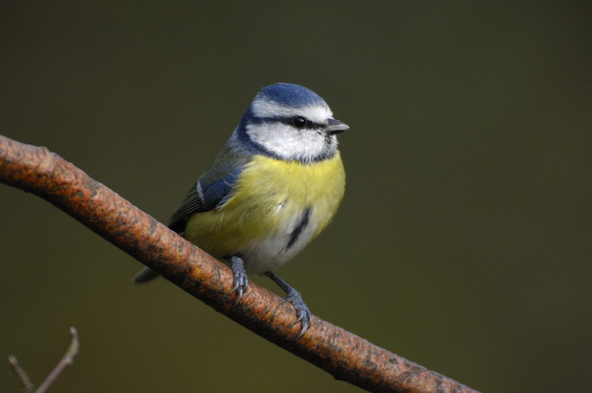 Photo for article 'Wish your neighbourhood birds a very BERRY Christmas!'